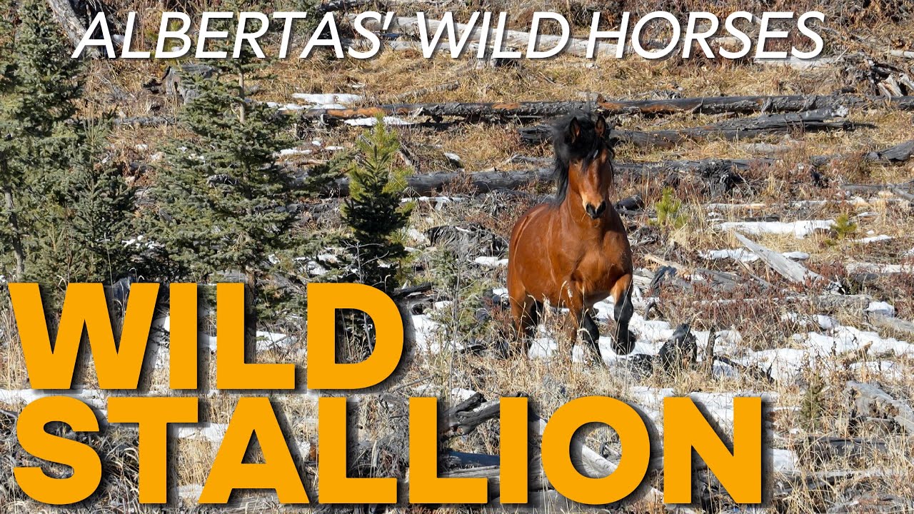 A Stallion Draws Near | Wild Horses of Alberta