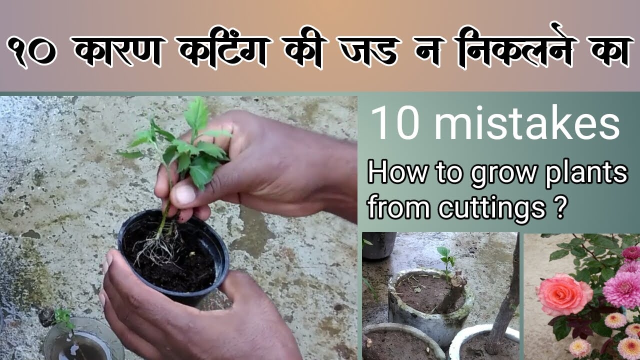 10 कारण कटिंग की growth नही होने का ||How to grow plants from cuttings ?