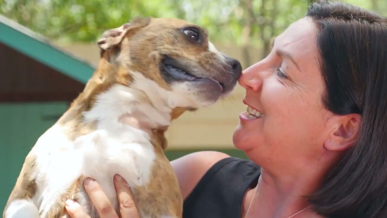 Montego Dog Town - CSR Video