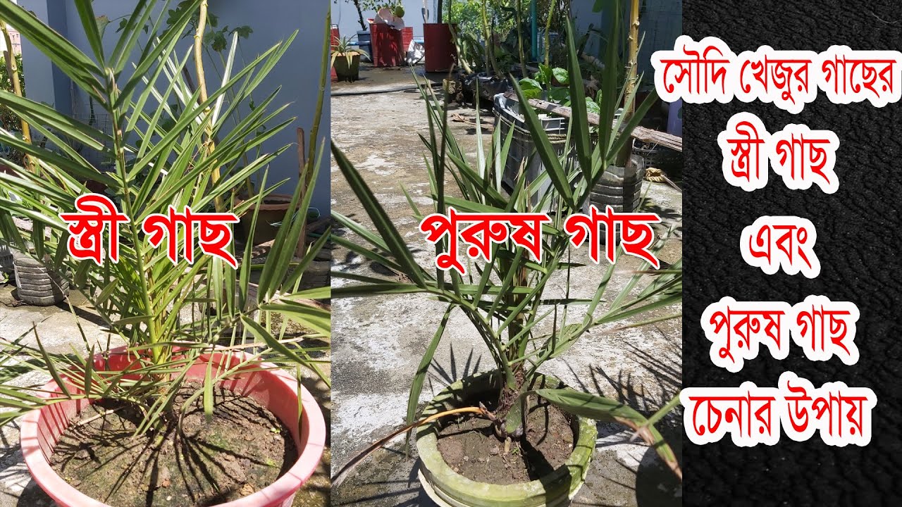 সৌদি খেজুর গাছের স্ত্রী গাছ এবং পুরূূষ গাছ চেনার উপায়। ছাদ কৃষি