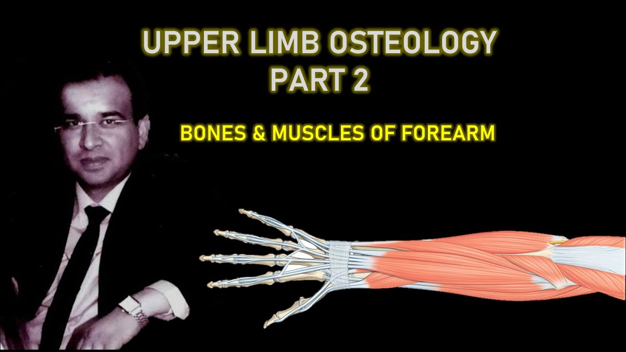 UPPER LIMB OSTEOLOGY PART II: FOREARM- BONES AND MUSCLES