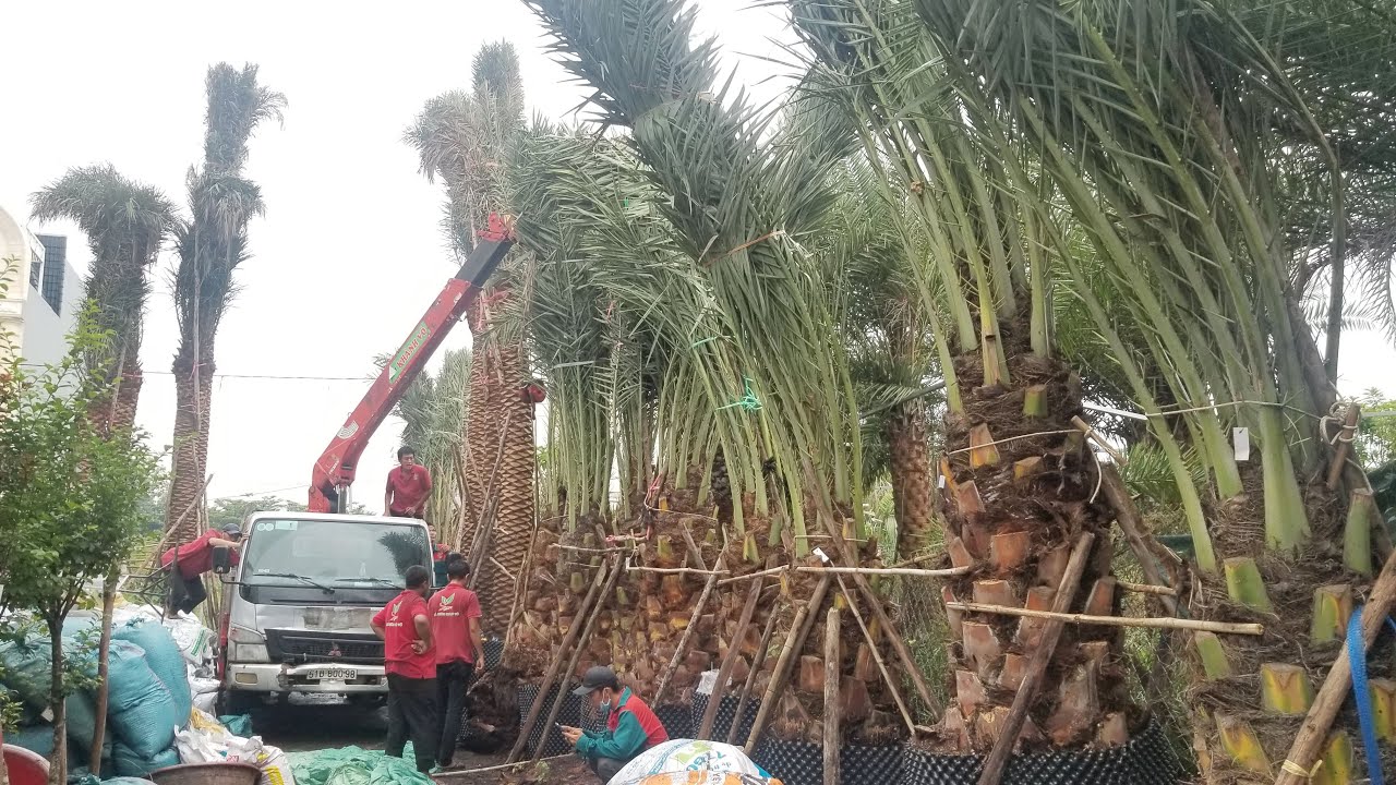 C&acirc;y Ch&agrave; L&agrave; Trung Đ&ocirc;ng chuẩn giống trồng đ&acirc;u đẹp đ&oacute; | 096 234 7777