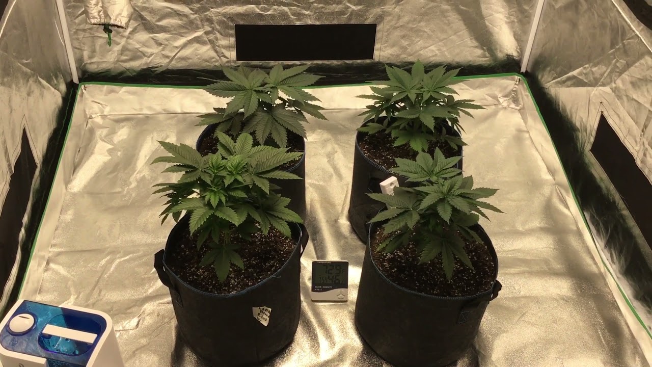 Pacific seeds vs Dutch Seed Bank🏹