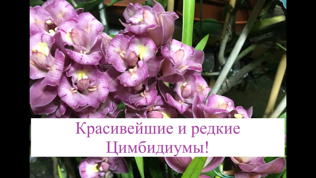 🥀🥀Редкие и очень красивые Цимбидиумы!! Обзор моих цветов 24.02.26🥀🥀