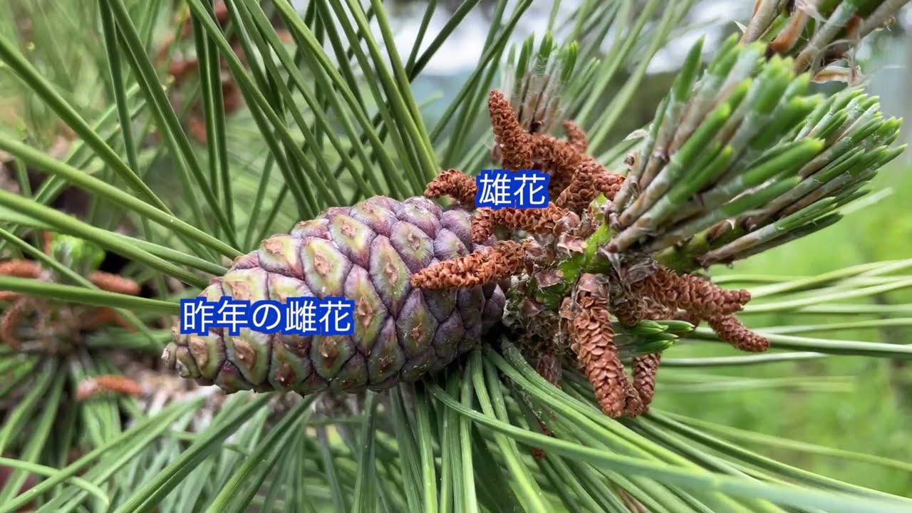 【ゆる〜い理科教室047】《マツの花の解剖》#植物のなかま#花のつくり#裸子植物#大日本図書#安中市立松井田北中学校#松井田北中