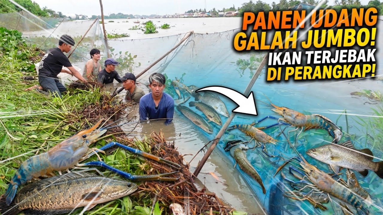 WOW! PANEN IKAN & RATUSAN UDANG GALAH DARI PERANGKAP DI PINGGIR SUNGAI