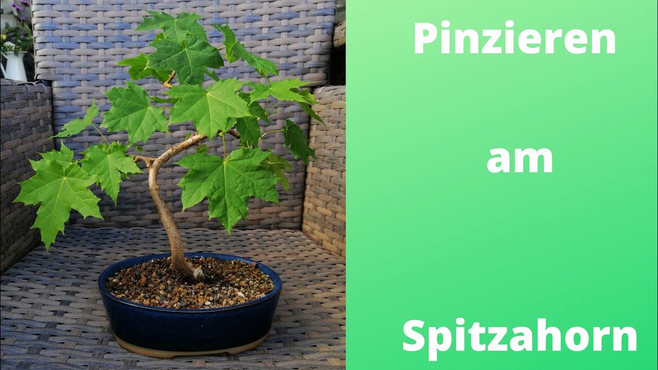 Pinzieren am Spitzahorn
