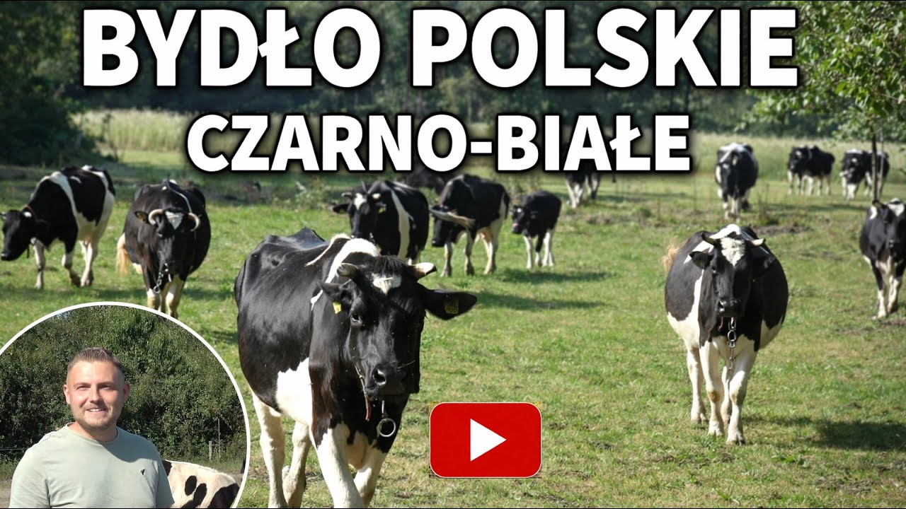 Życie czarno-białego stada