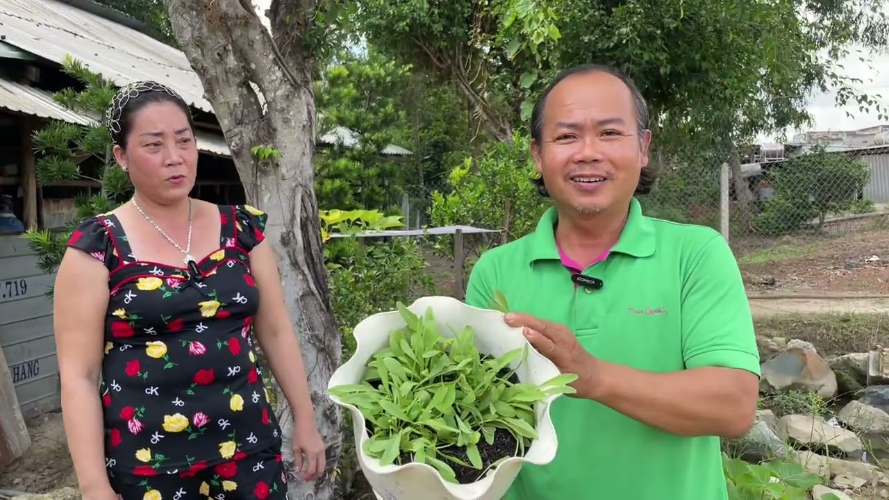 Viêm Amidan, viêm họng có mủ, nhiệt miệng, đẹn miệng v.v Dùng thử cây này.