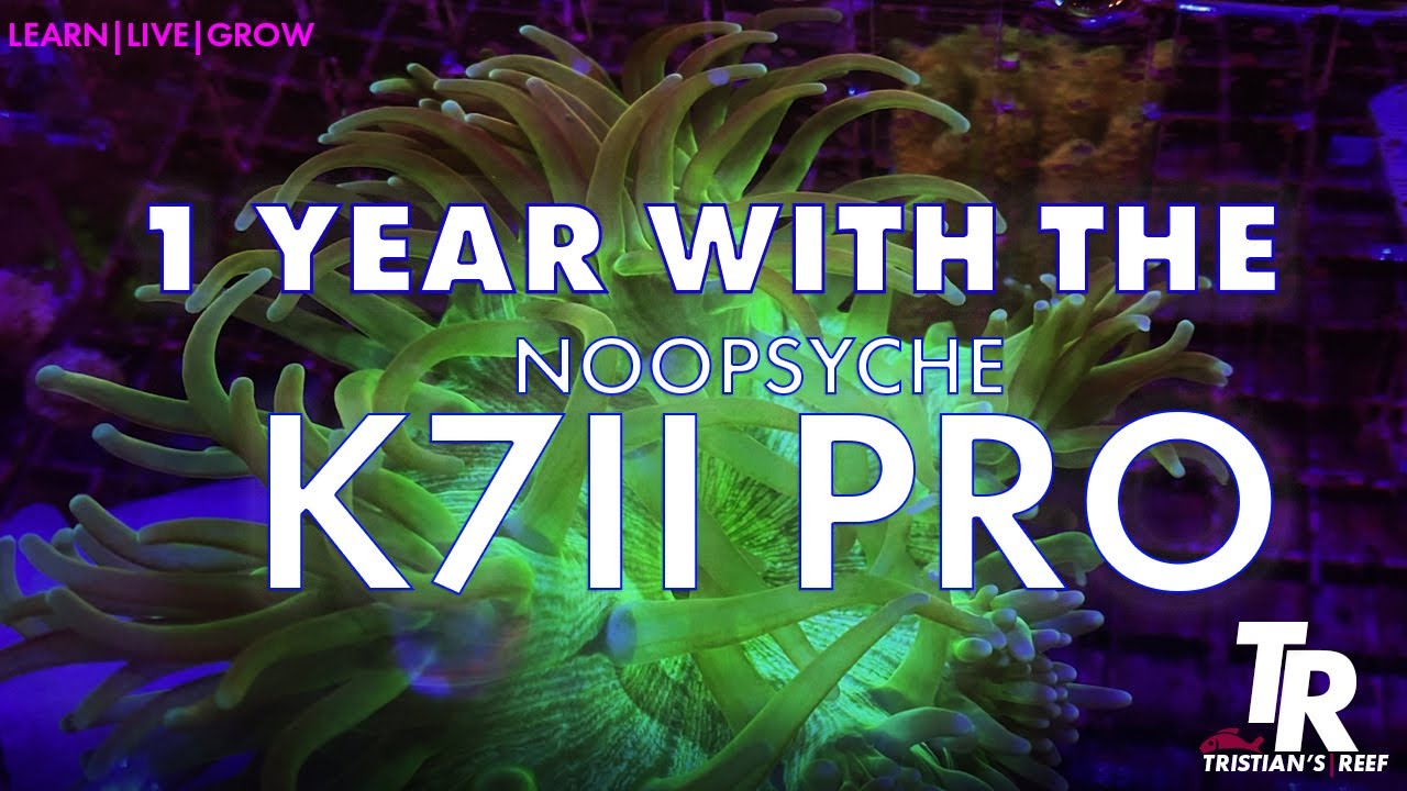 Tristian's Reef: Fish Room Update A Year with Noopsyche K7II Pro's