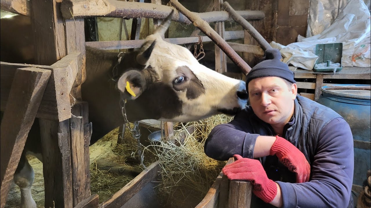 ‼️Молочний Бізнес - ЗАКРИВАЮ 🐄🥛😥 ✅️Свинарство 🐷 ВПЕРЕД 💪🥩 #farmer #farming #pig #cow #milk 