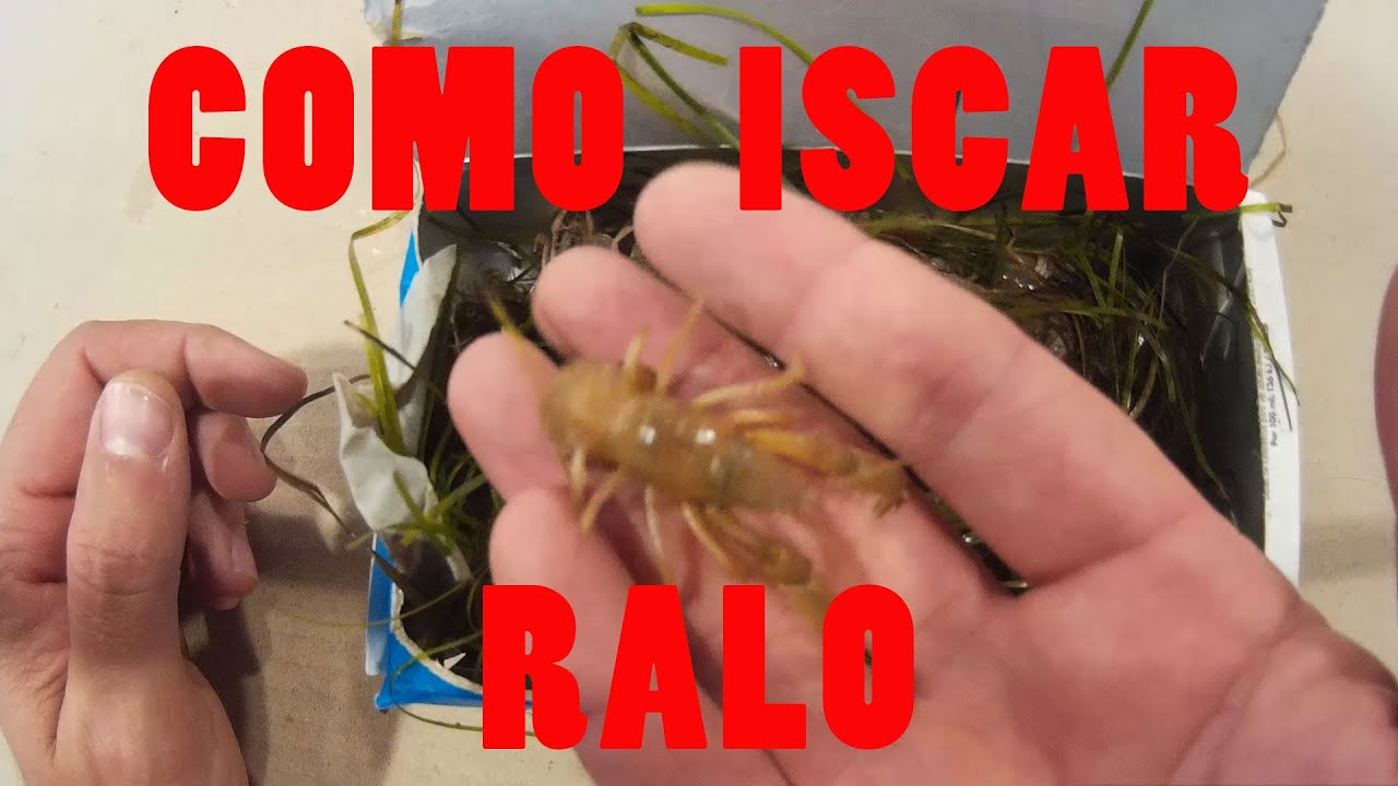 ✅ Como iscar 🎣 Ralo 🦞