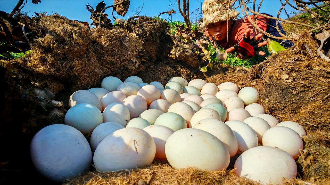 BEST amazing -  Harvest duck eggs a lot on the dead grass at field near village by hand