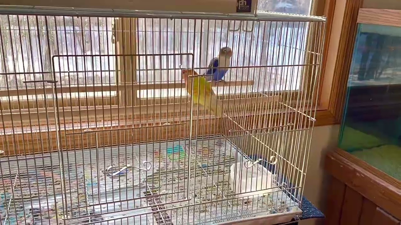 Red suffusion lovebird