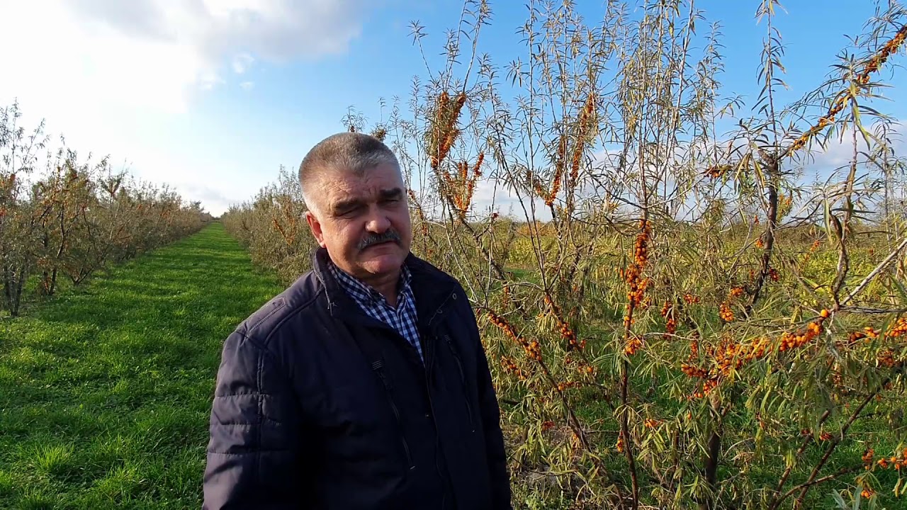 Ekologiczny rokitnik i sok rokitnikowy