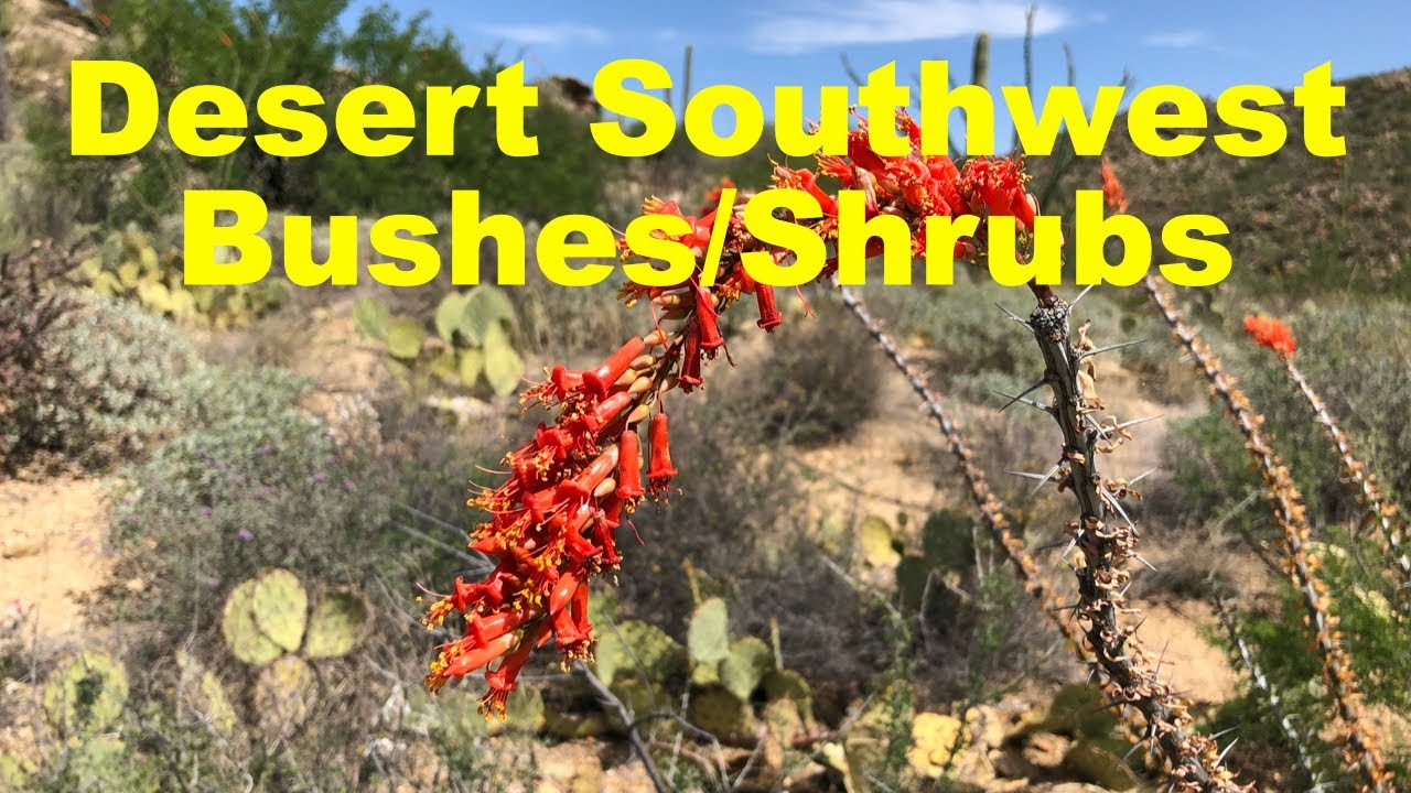 Hiker's Guide: Desert Southwest Shrubs & Bushes