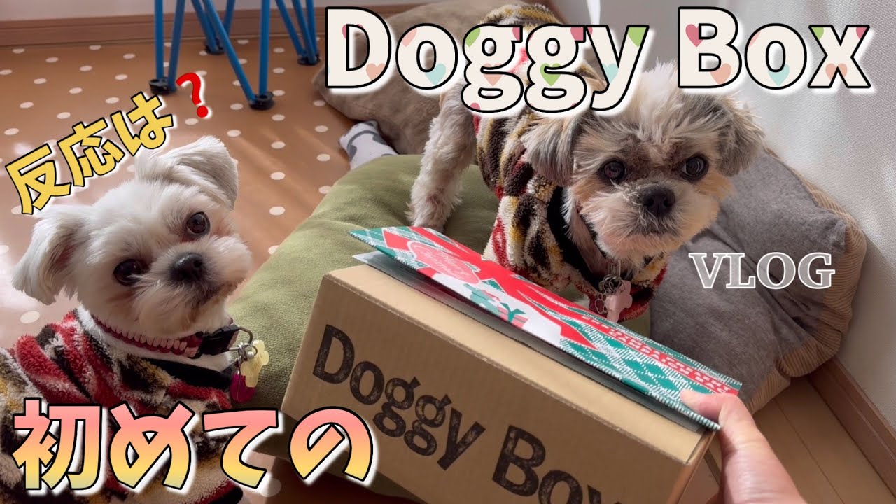 Doggy Boxを購入してみた🐶🐶【VLOG】#マルシーズー#マルチーズ#シーズー#doggybox