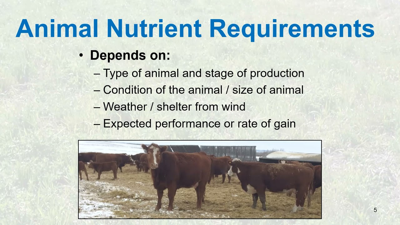 Feeding Through the Winter on Limited Feed Supplies Webinar
