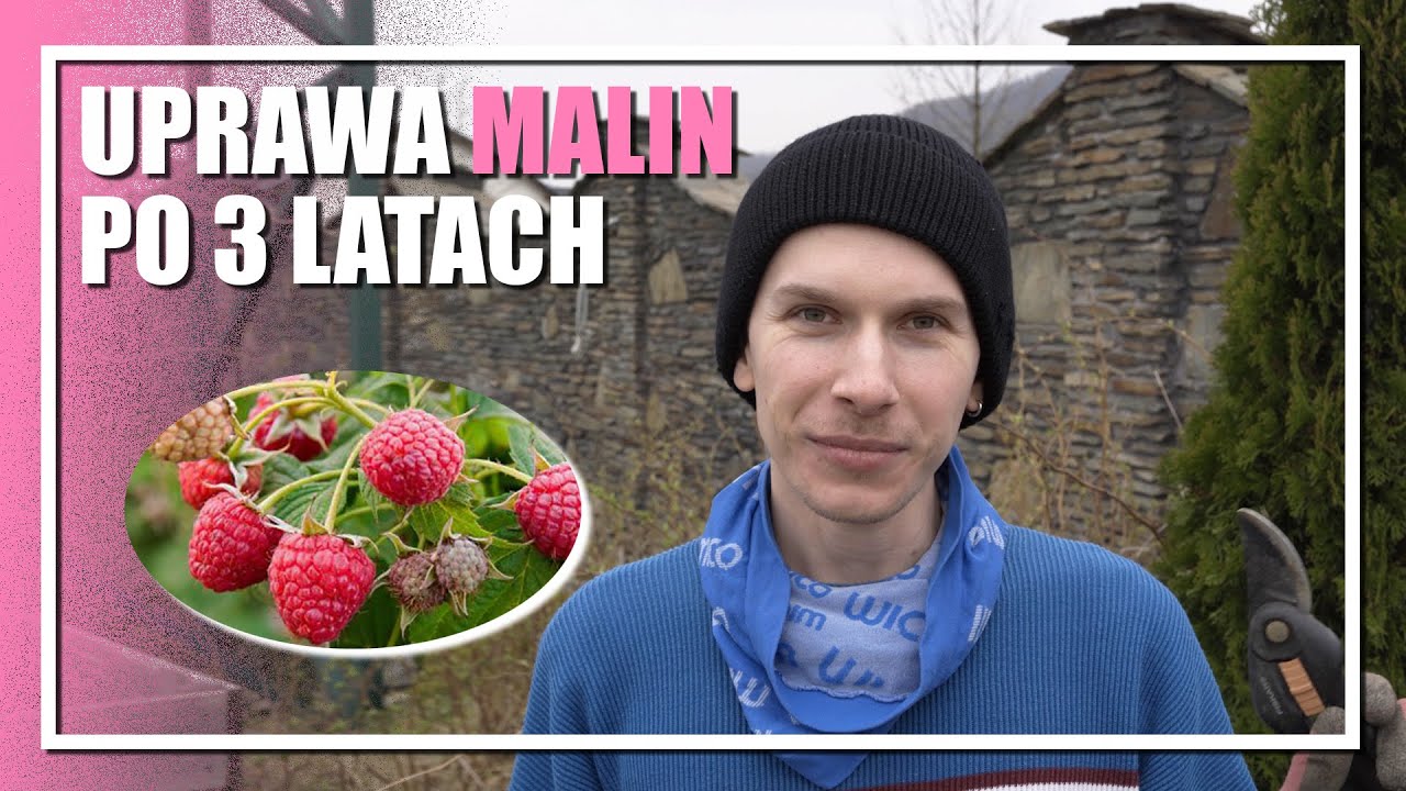 AKTUALIZACJA MALIN PO 3 LATACH - amatorska uprawa