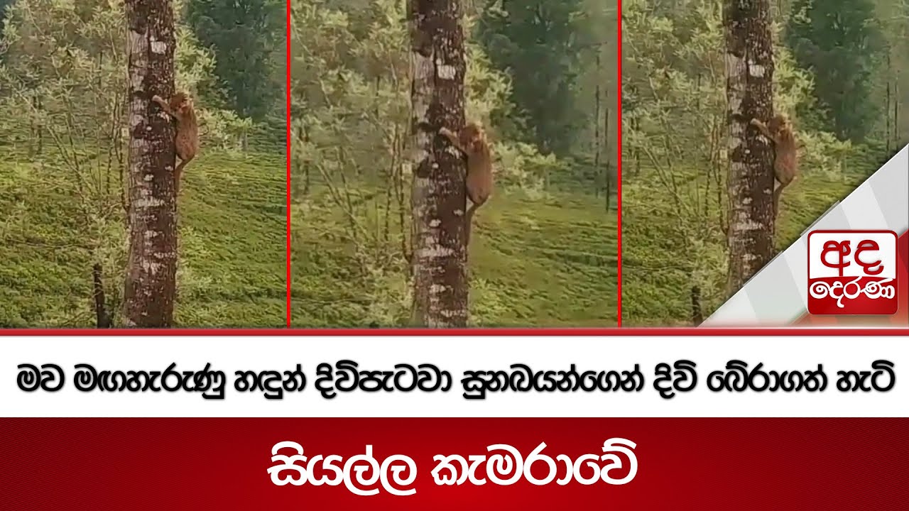 මව මඟහැරුණු හඳුන් දිවිපැටවා සුනඛයන්ගෙන් දිවි බේරාගත් හැටි - සියල්ල කැමරාවේ | Ada Derana