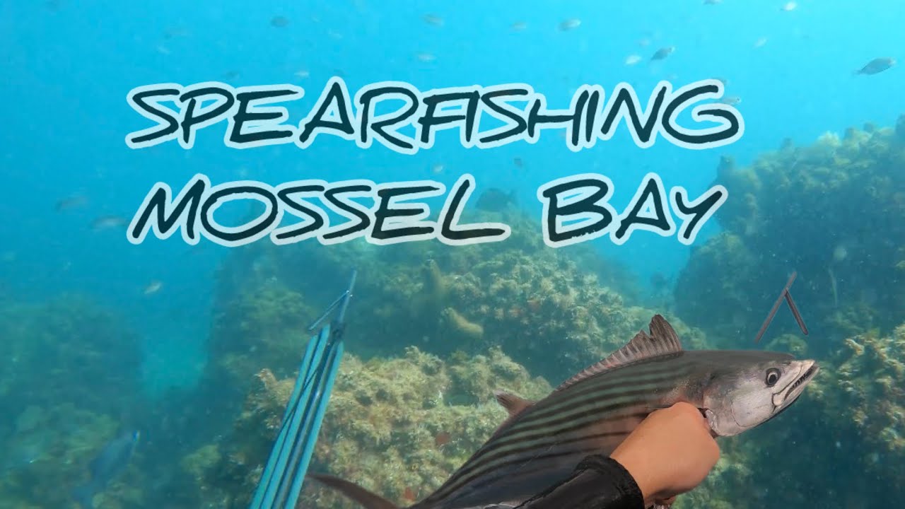 SPEARFISHING MOSSEL BAY!🇿🇦  #mosselbay  #spearfishing  #fish  #ocean 