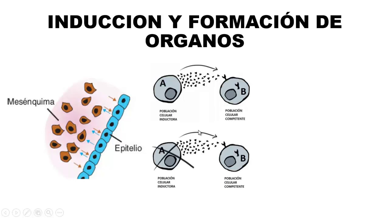 SEÑALIZACION MOLECULAR