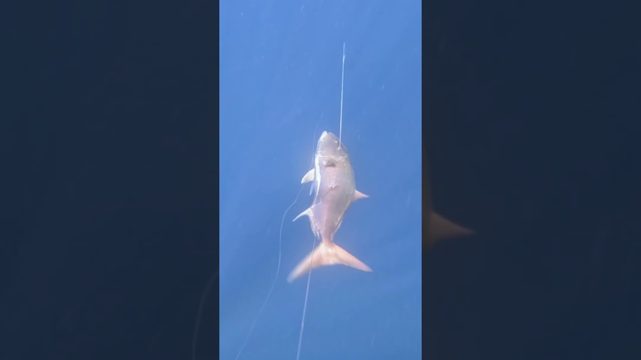Serviola gigante de 49 kg del pescador Gruper1007 
