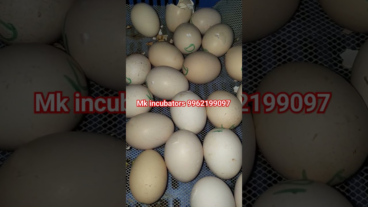 mk incubators and hatcheries #incubator #automaticincubator #NattuKoli