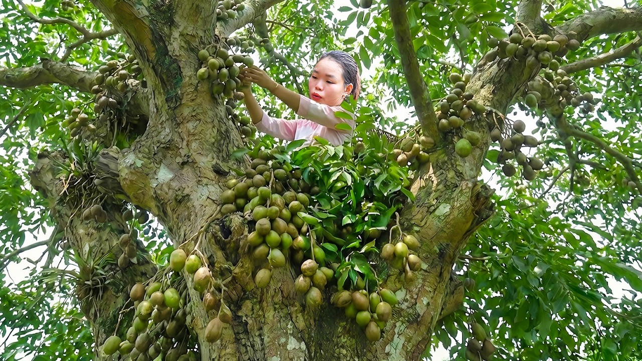Harvesting Toad Fruit - How to Make Delicious Salted and Chili Toad Fruit to Sell at Market