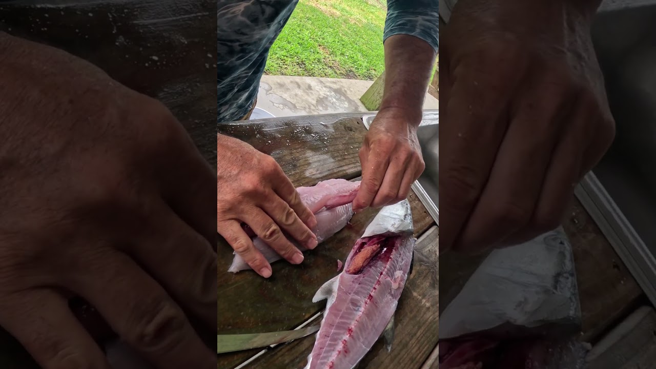 The BEST Way to Fillet 🔪 a Spanish Mackerel