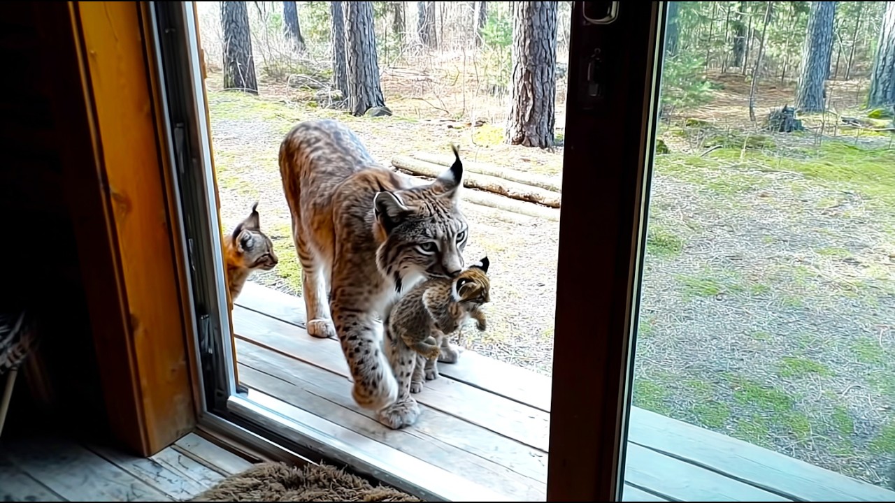 Yesterday I saved a hungry lynx, and today she brought me three hungry cubs!