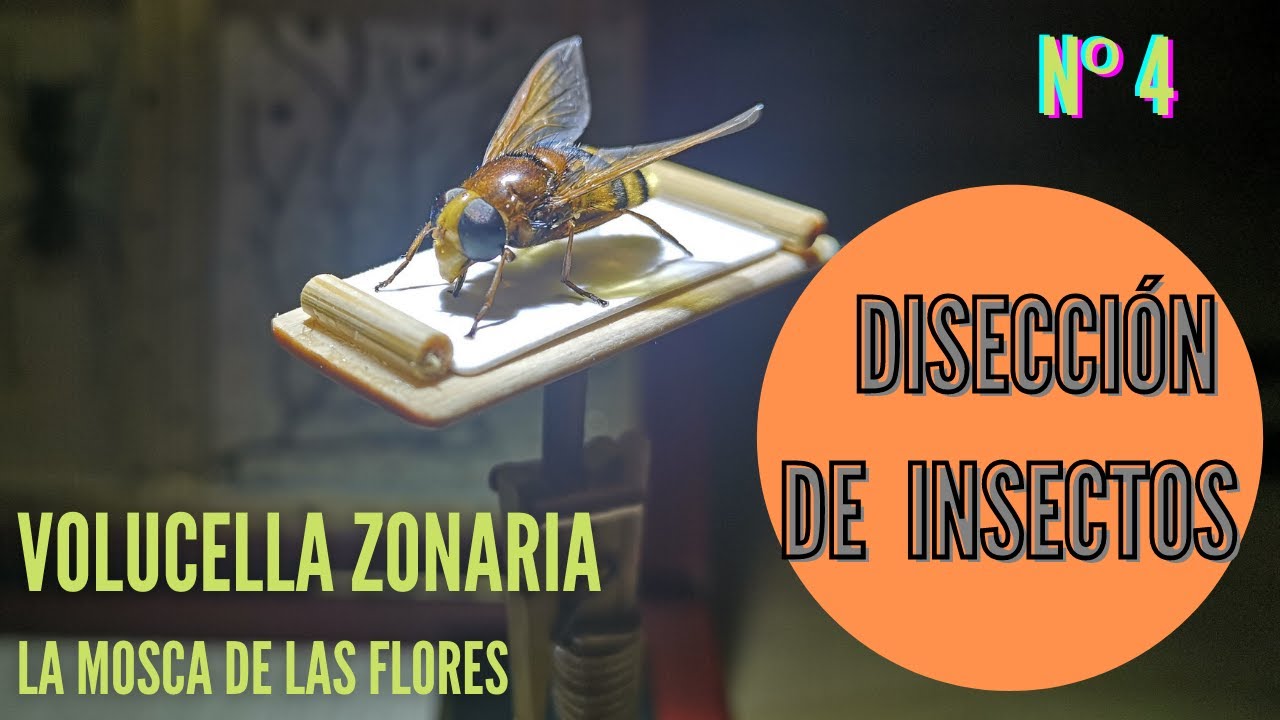 COMO DISECAR UN INSECTO//Nº4// Volucella zonaria (mosca de las flores)