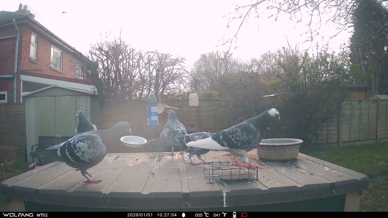 Pigeons