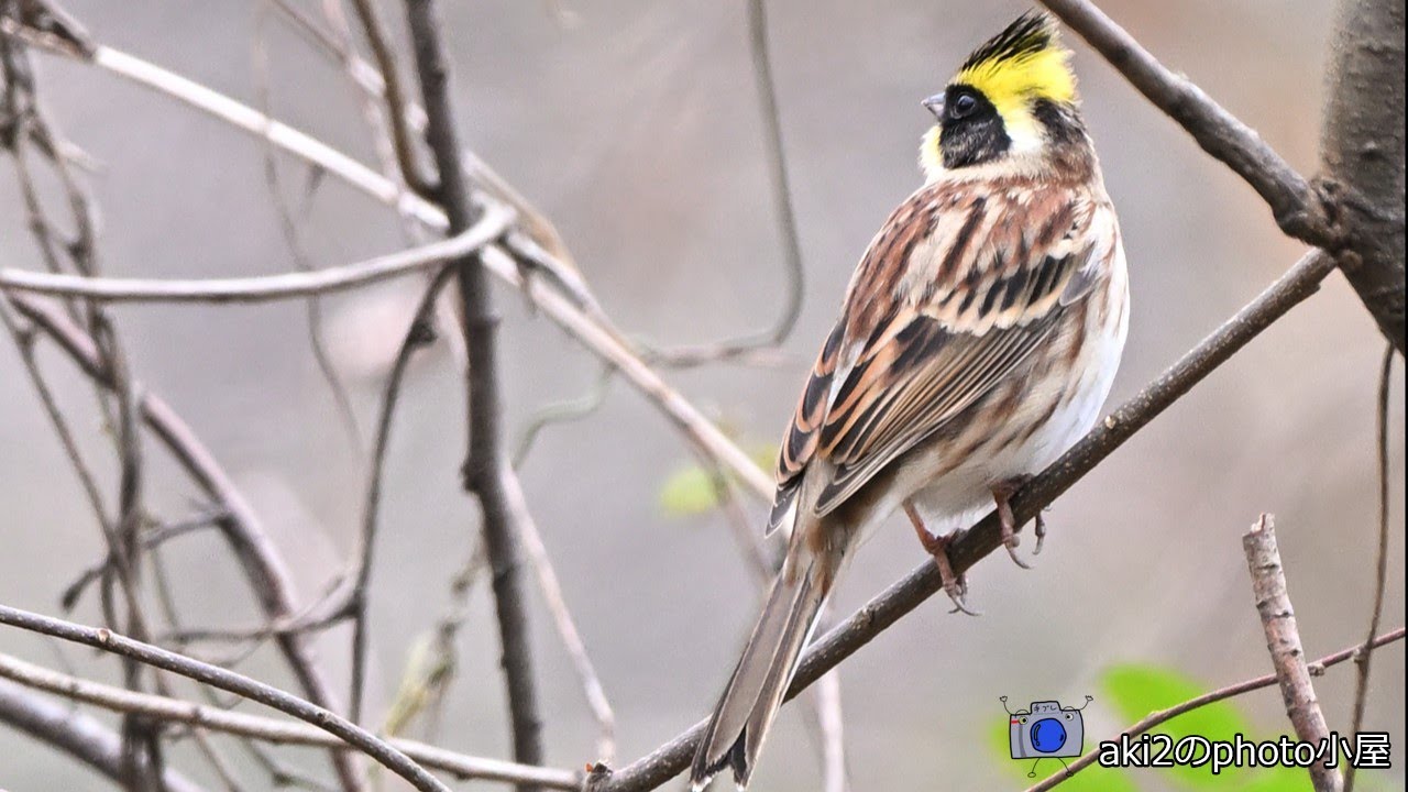 関東の探鳥　埼玉県 秋ヶ瀬公園 20250112　NIKON鳥　ミヤマホウジロ・ジョウビタキ・ハシビオガモ・カワセミ・シロハラ・ウグイス他
