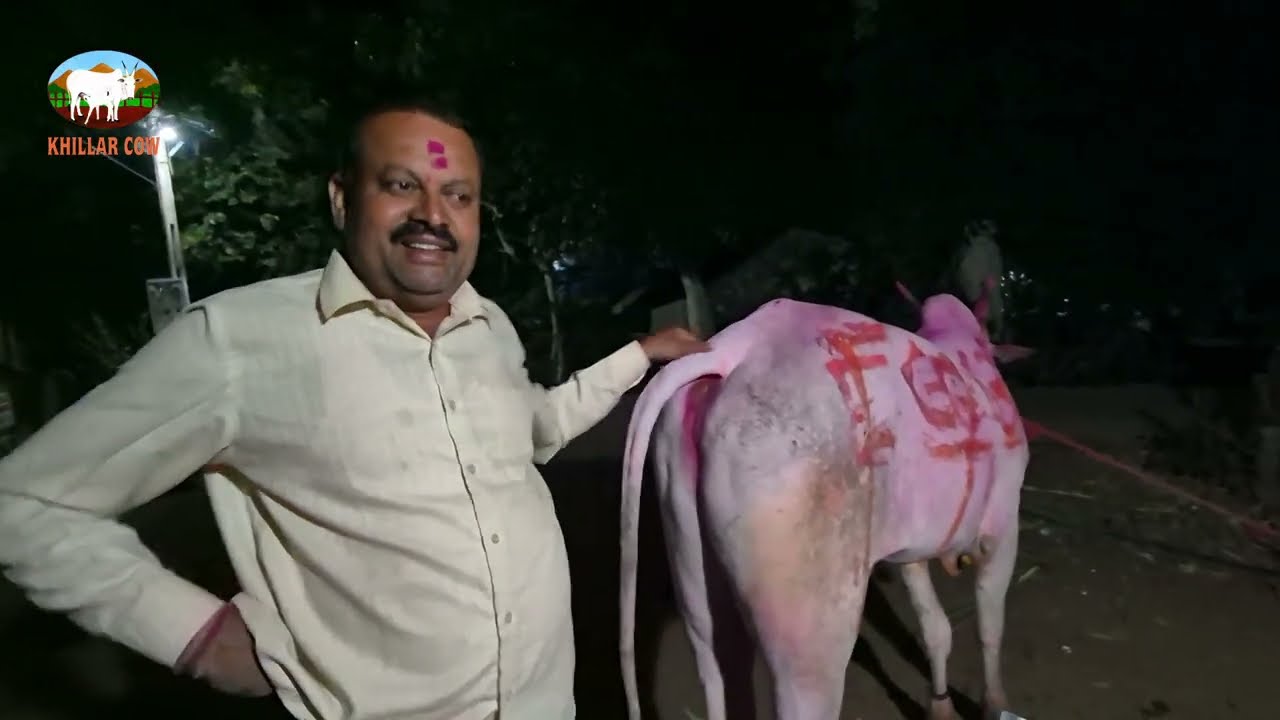 हिंदकेसरी आदत लक्ष्या मुलाखत / khillar cow 