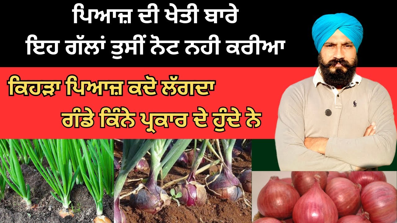 Onion Farming in Punjab 2025 | ਪਿਆਜ਼ ਦੀ ਖੇਤੀ ਪੂਰੀ ਜਾਣਕਾਰੀ | Desi, Hybrid ਤੇ Green Onion|Pyaj Nursery