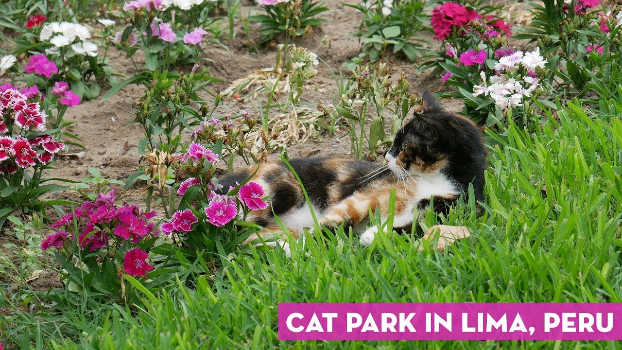 Cat Park 🐱 - Parque Kennedy in Miraflores Lima Peru