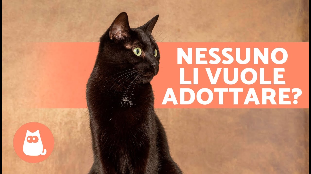 7 CURIOSITÀ sui GATTI NERI 🐱🖤 Ti portano sfortuna? Perché nessuno li vuole adottare?
