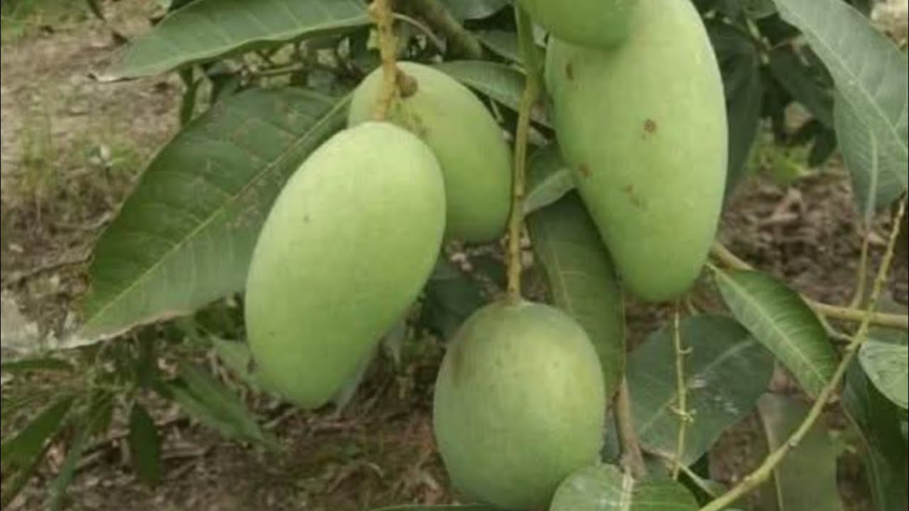 Mango 🥭আম 🥭🥭ট
