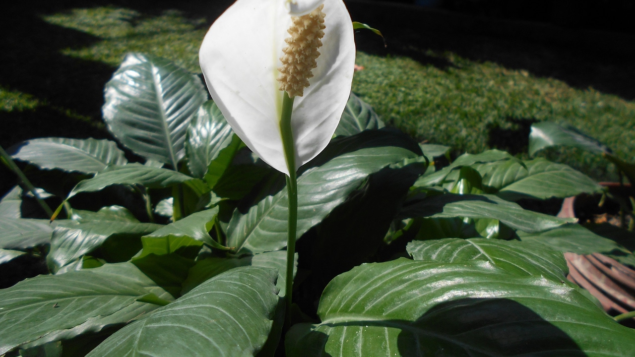 CUNA DE MOISES // ESPATIFILIO // FLOR DE LA PAZ // BANDERA BLANCA // SPATHIFHYLLUM