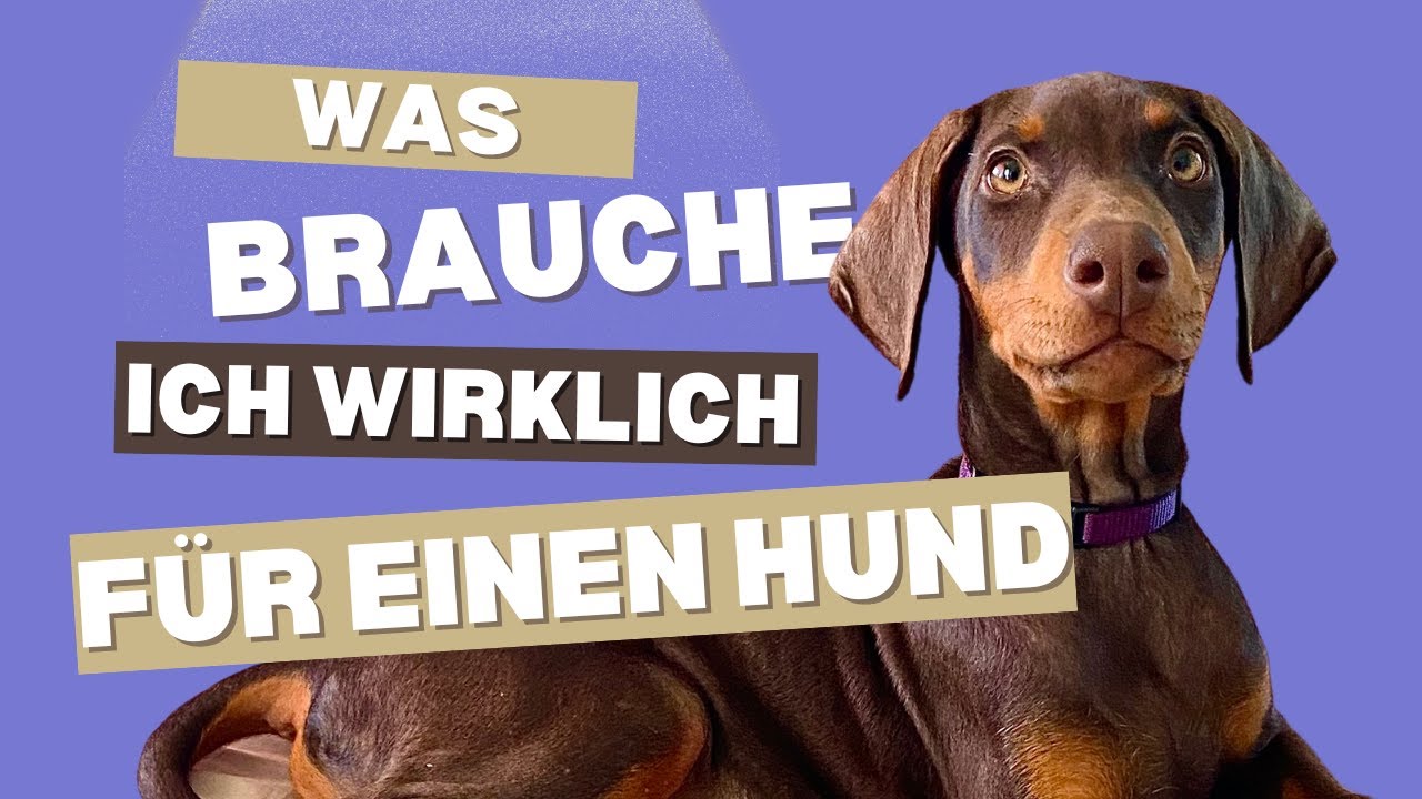 Welpen ERSTAUSSTATTUNG - Was brauche ich wirklich für meinen ERSTEN HUND?!