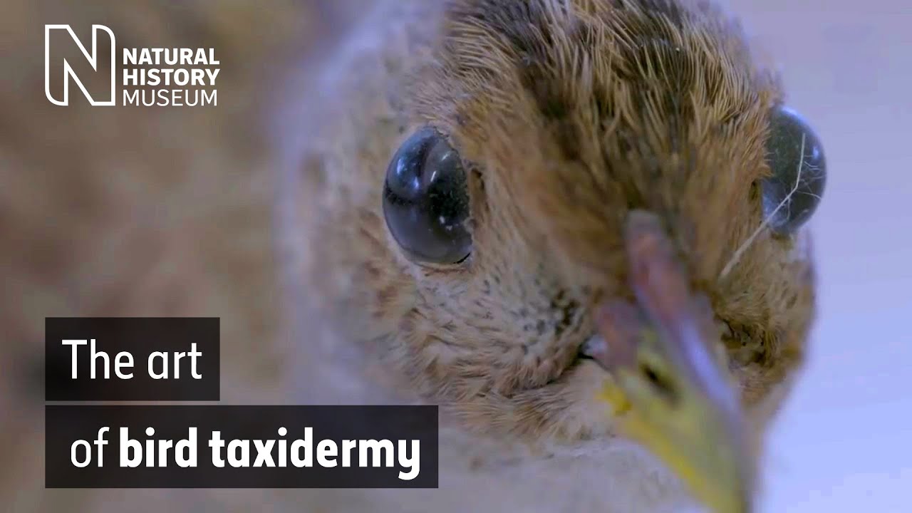 The art of bird taxidermy | Natural History Museum