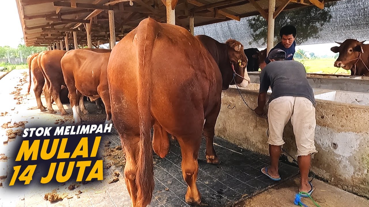 Jual Sapi Bakalan Murah Harga Kulakan Di sekitar Jakarta