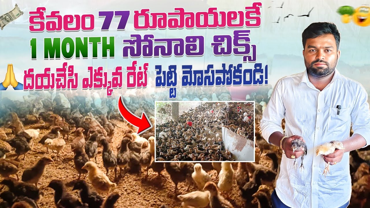 😲77 రూపాయలకే 1month సోనాలి చిక్స్💥 || 🙏దయచేసి ఎక్కువ రేట్ పెట్టి మోసపోకండి‼️  #1monthsonalichicks