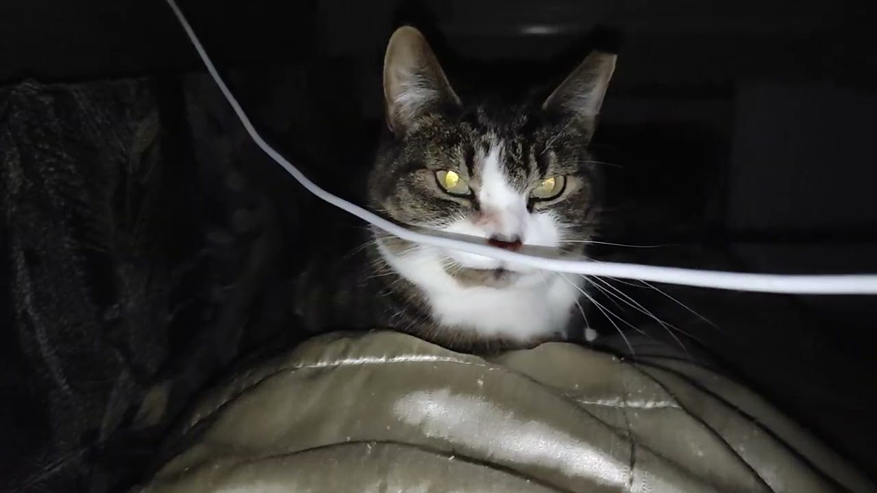 Лечебная котильда