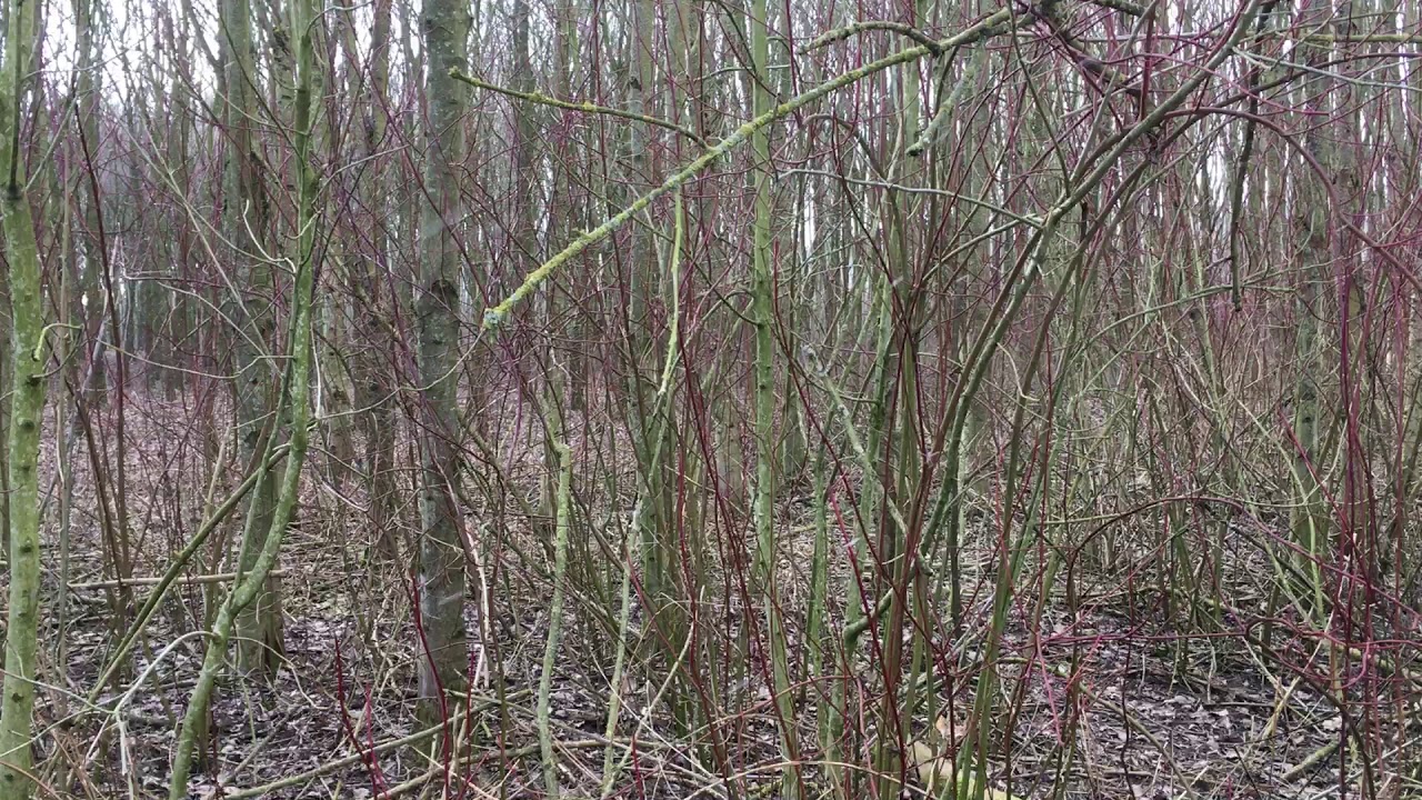 Canadese kornoelje (Cornus sericea) in Vuadabos