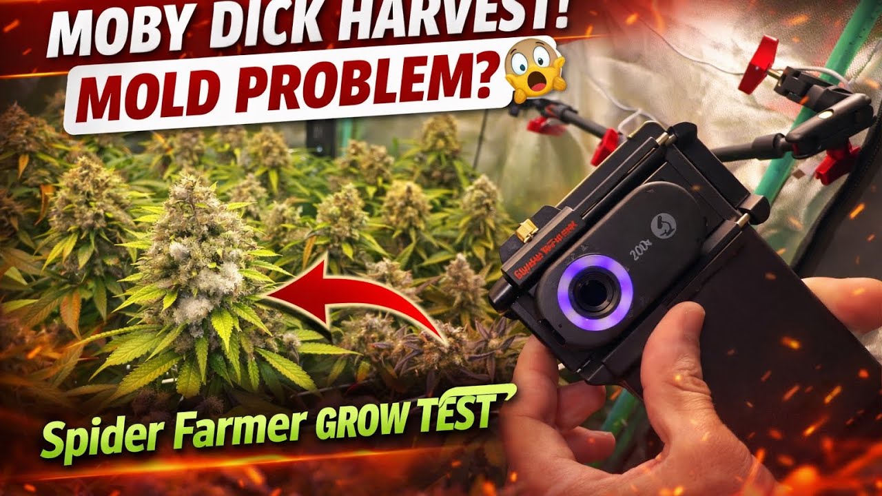 MOBY DICK HARVEST?! 😱Mold Check with 200x Microscope | Spider Farmer Setup