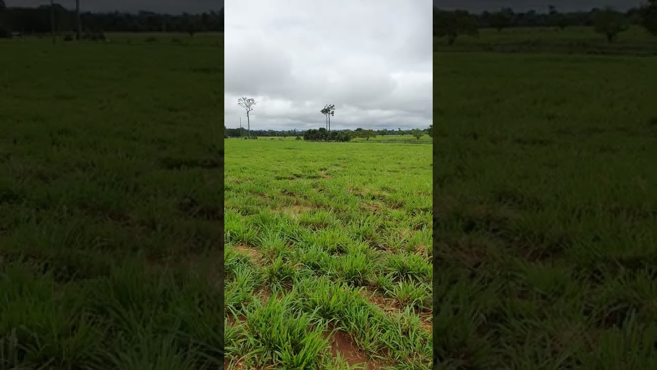 Manejo de Roçada do Capim Miyagui - (Panicum)