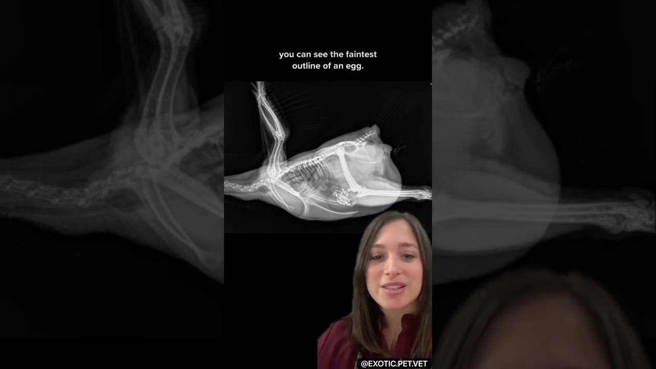 Veterinarian Discusses Chicken X-Rays: Egg Binding and Dystocia