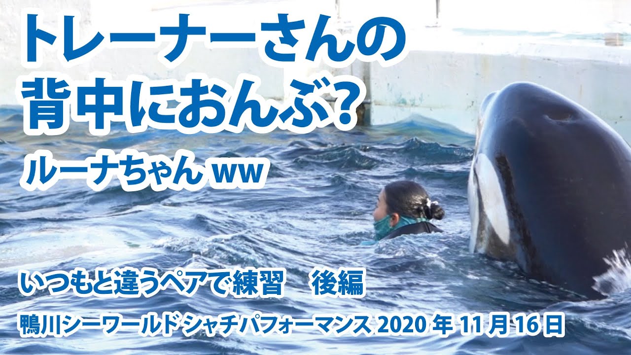 トレーナーさんの背中におんぶ？　いつもと違うペアで練習　後編【2020年11月16日午後の練習　鴨川シーワールド　シャチパフォーマンス】Orca performance, Kamogawa